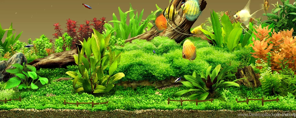 Aquarium Wallpapers