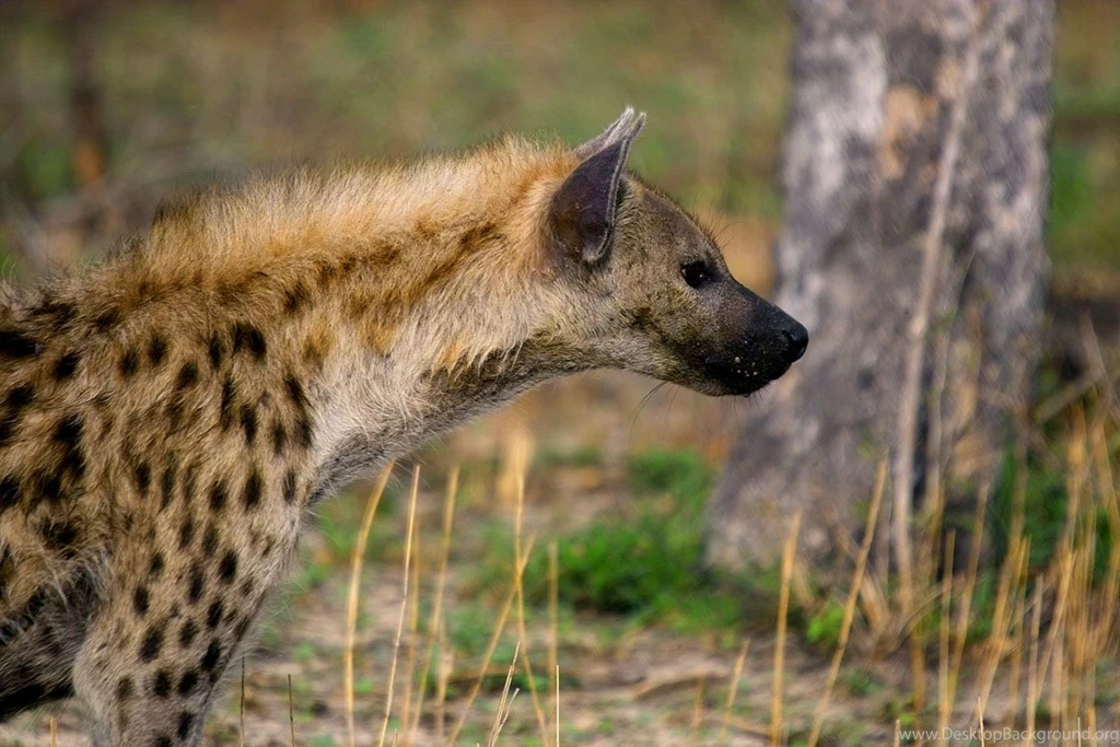 Hyena Pictures And Wallpapers