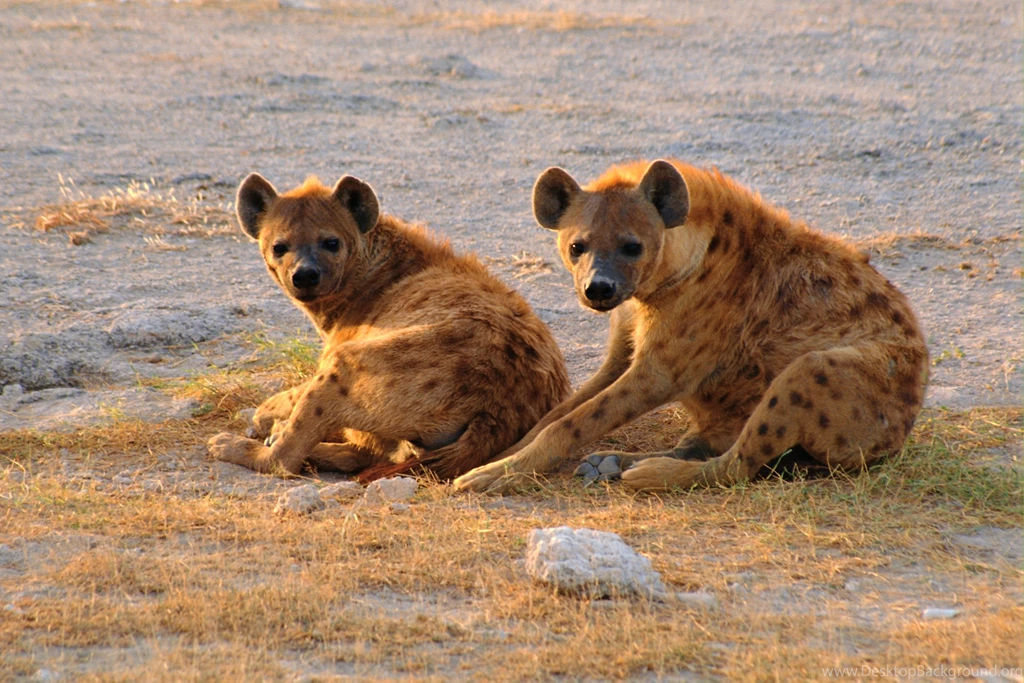Two Hyena Wallpapers 3072x2048 4554598