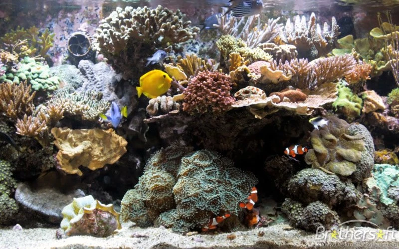 Coral Reef Aquarium For Mac Free Download