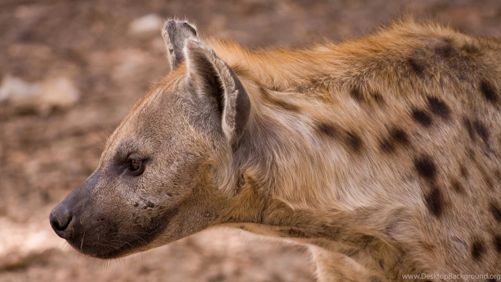 Hyena Desktop Wallpapers 1920x1080