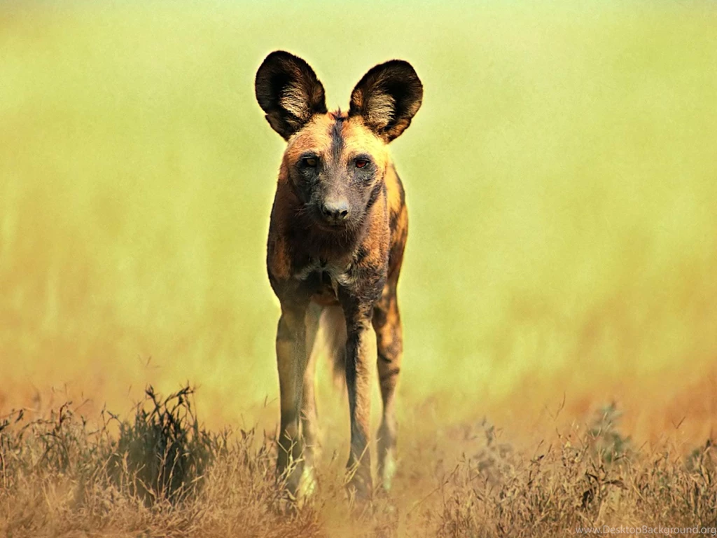 Desktop Wallpapers · Gallery · Animals · Hyena