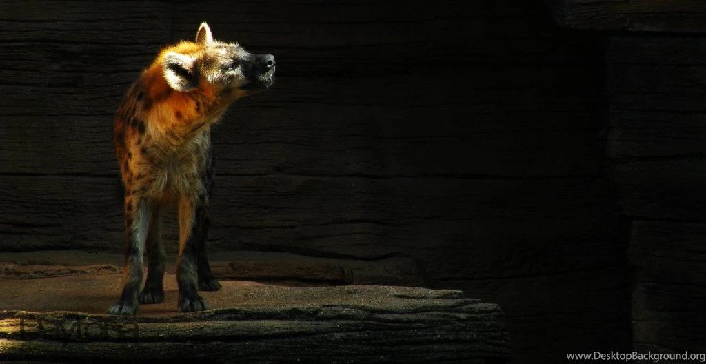 Hyena By KomodoEmpire On DeviantArt