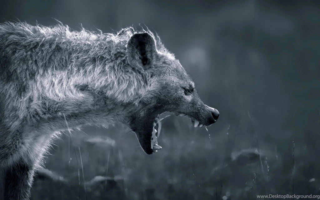 Hyena On Hunting Wallpapers For Widescreen Desktop PC 1920x1080 Full HD