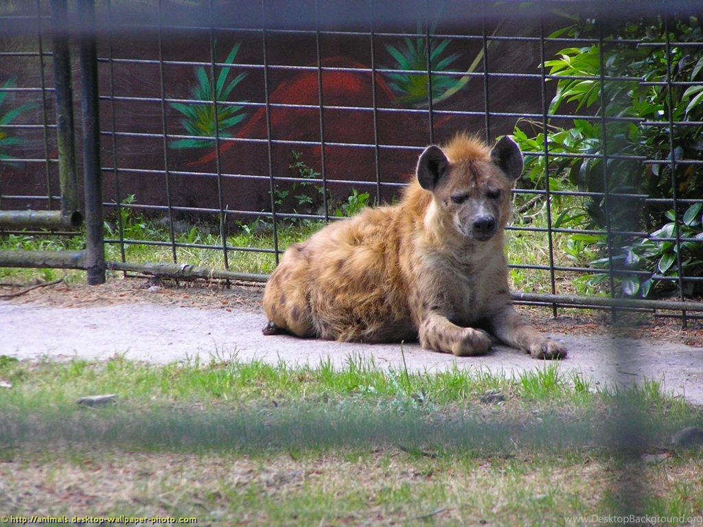 Caged Hyena Wallpapers Free Backgrounds Picture For Your Computer ...