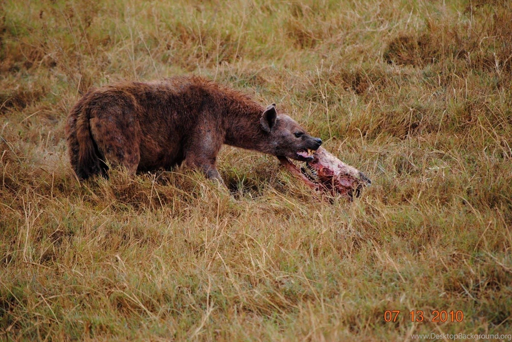HYENA WALLPAPER (