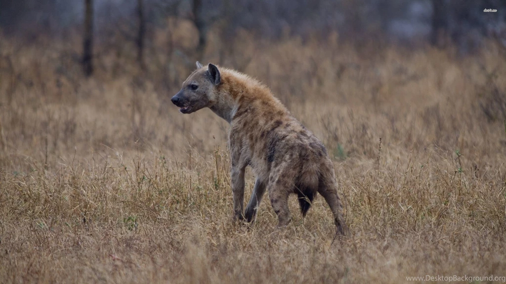 The Pictures For > Hyena Animal Wallpapers