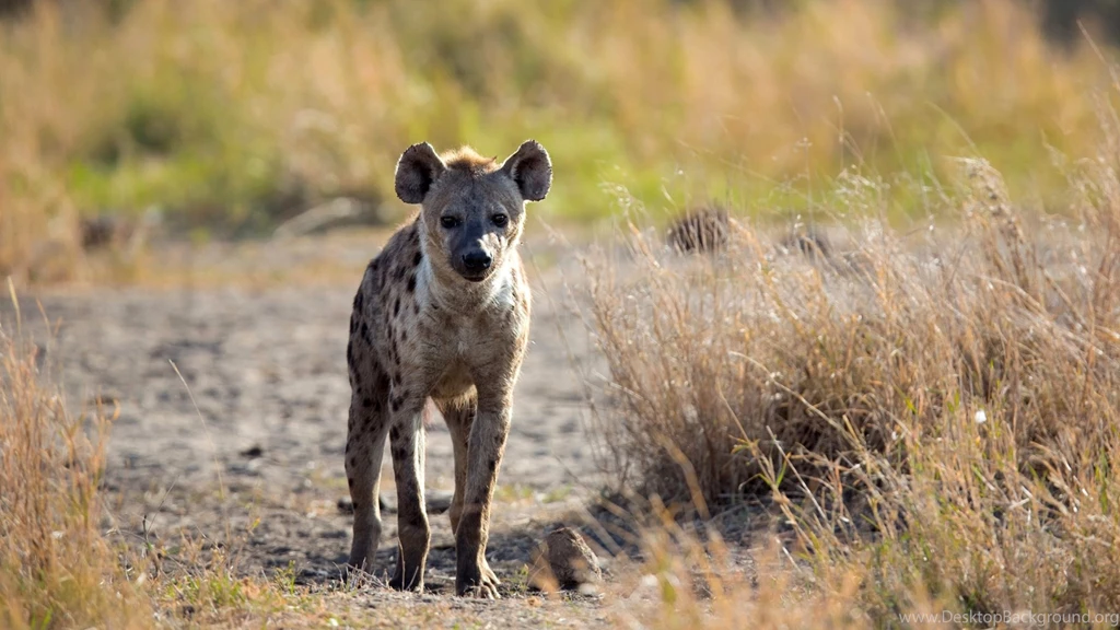 Hyena Wallpapers For Desktop 1920x1080 Full HD
