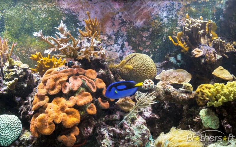 Coral Reef Aquarium For Mac Free Download