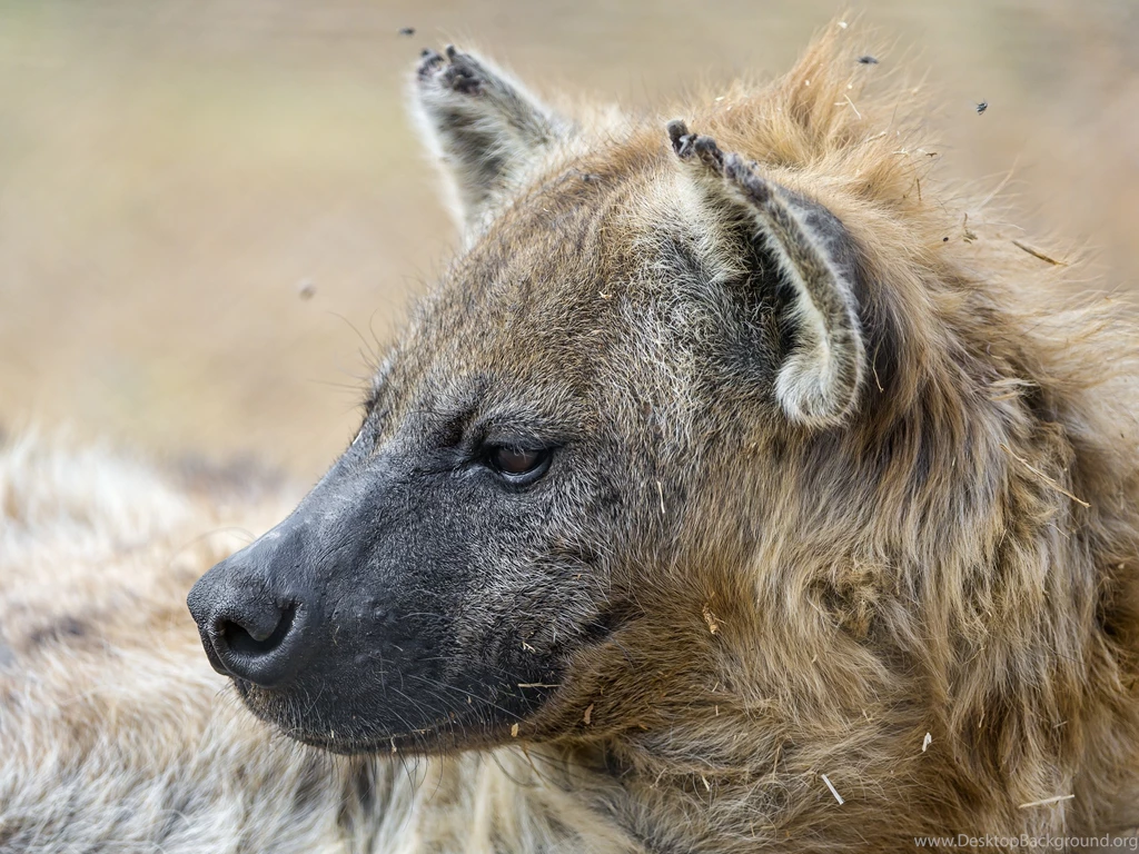 Hyena Wallpapers Wallpapers HD Hi5 Page 3 Of 4