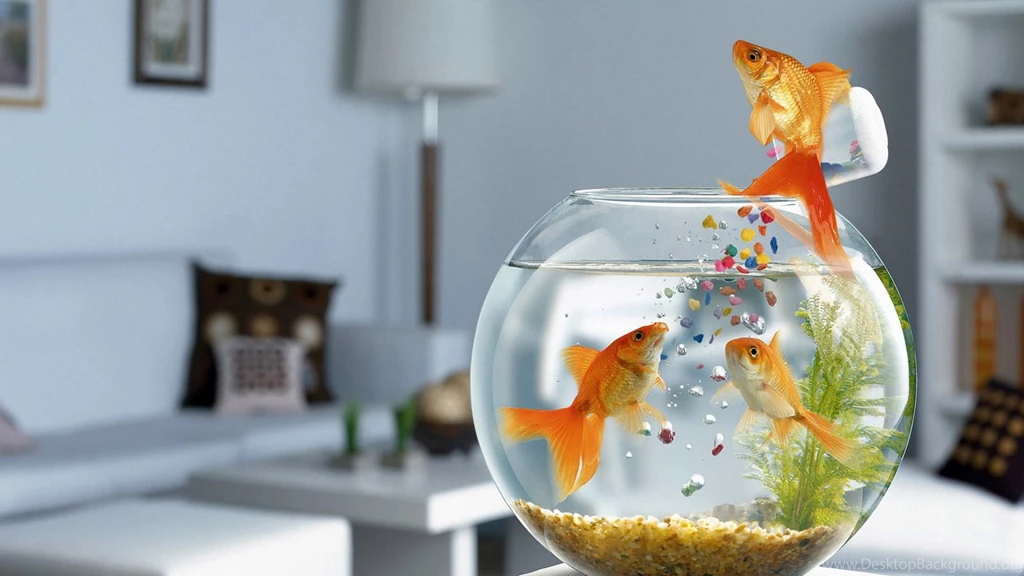 Download Wallpapers 2560x1440 Fish, Aquarium, Swimming, Table ...