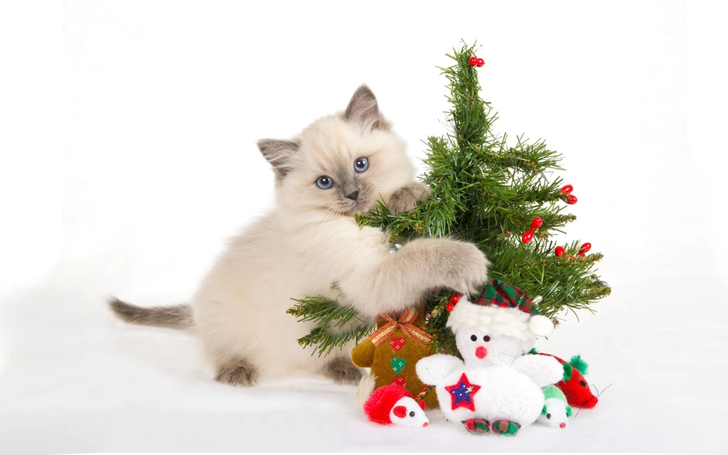 Merry Christmas 2015 Funny Wallpapers Merry Christmas