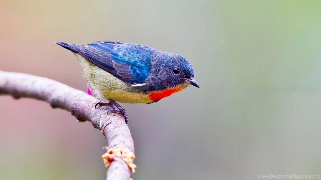 Birds Wallpapers Archives Page 71 Of 76 WideWallpaper.info ...