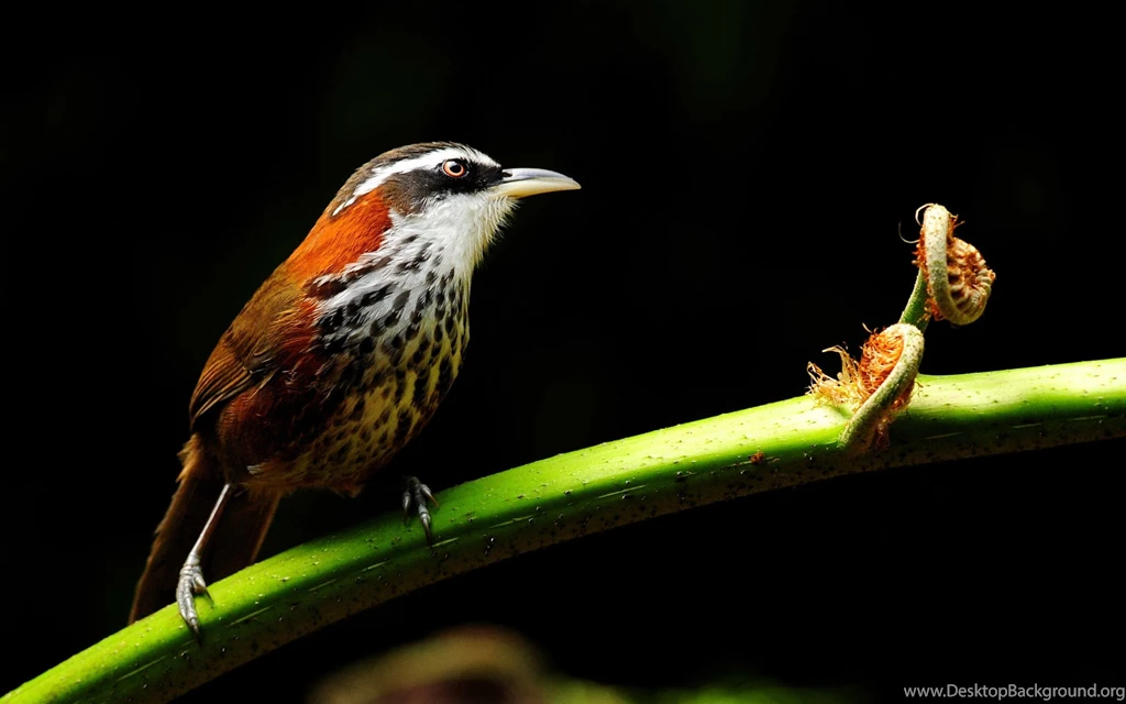 Bird Wallpapers HD