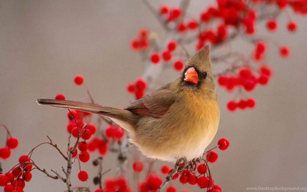 Collection Of Bird Photos And Wallpapers. List Of Birds By Name