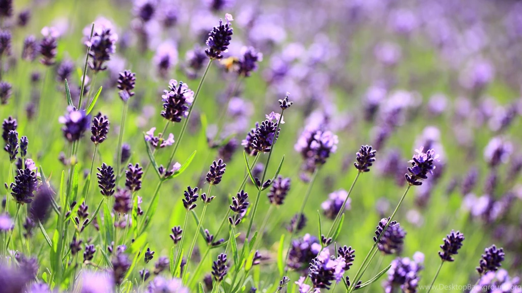 Dark Purple Flower Wallpapers Desktop Uncalke.com