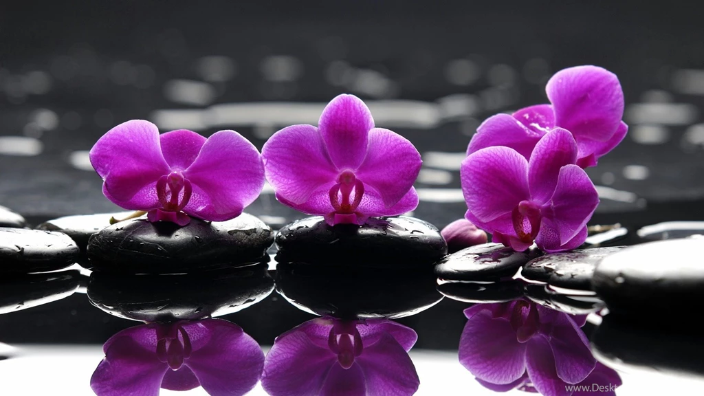 Dark Purple Flower Wallpapers HD Resolution Uncalke.com