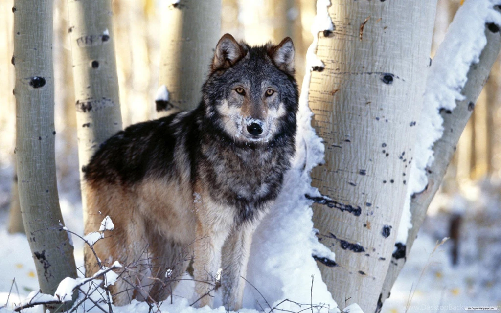 Wolves Wallpapers Free Wallpapers Zone