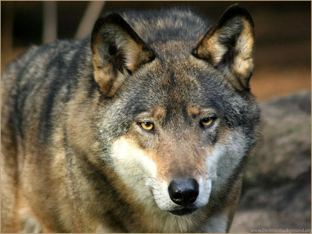 Free Pictures Of Wolves Widescreen HD Wallpapers