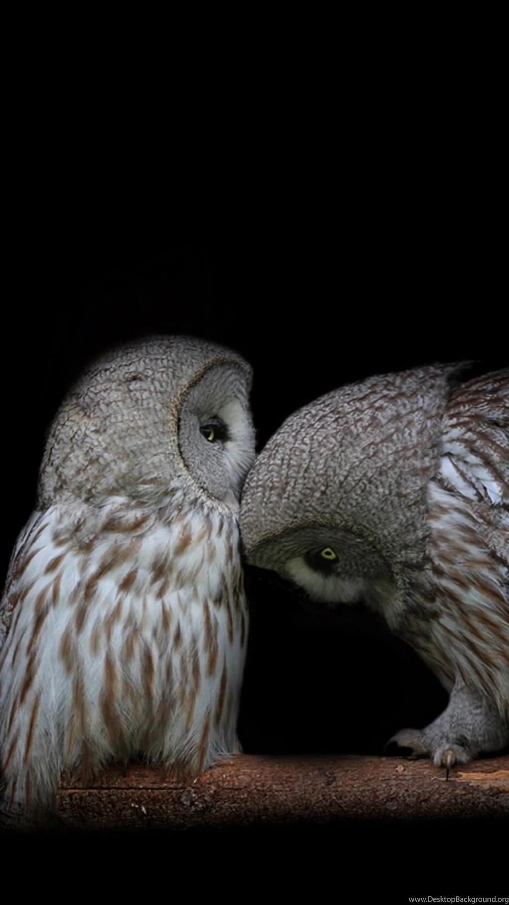 Download Wallpapers 1080x1920 Owl, Couple, Dark Backgrounds ...