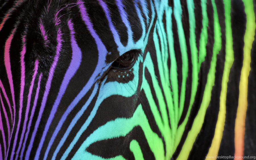 Rainbow Zebra For JJ By Scandinavianpinapple On DeviantArt