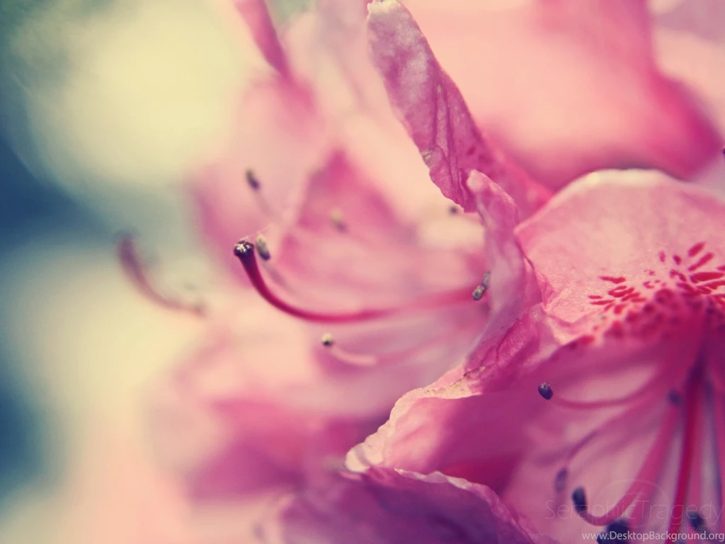 White And Pink Flower Wallpapers Free : Flower Wallpapers Kokean.com