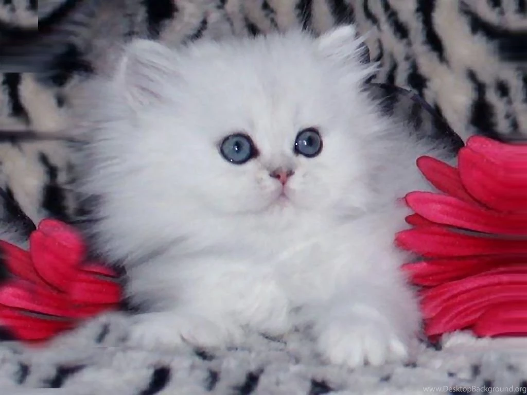 Cats Beautiful White Kitten Red Flowers Cat Blue Pink Blanket ...