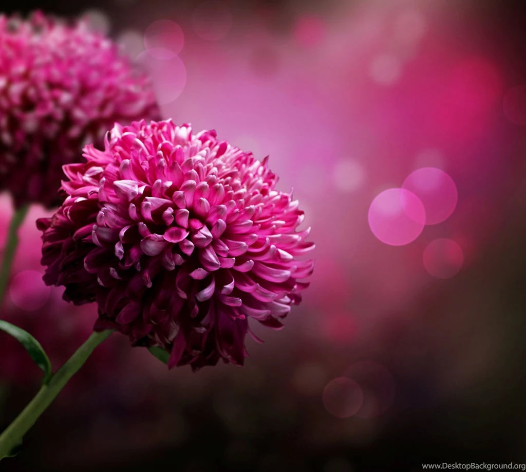 Rose_dahlia_other.jpg