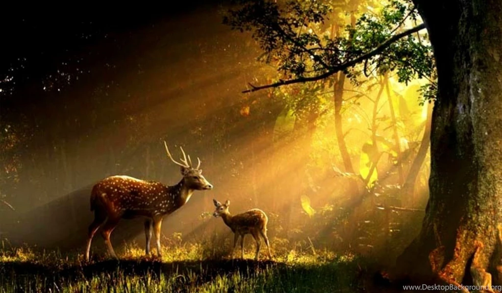 Beautiful Rays Animals Buck Deer Doe Forest Grass Sun HD Wallpapers