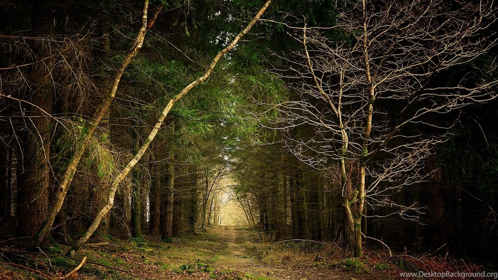 Red Mystical Ego Natural Beauty Forest Path Wallpapers