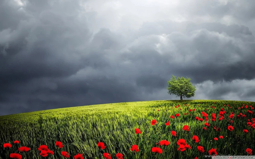 Tree, Summer Storm HD Desktop Wallpapers : Widescreen : High ...