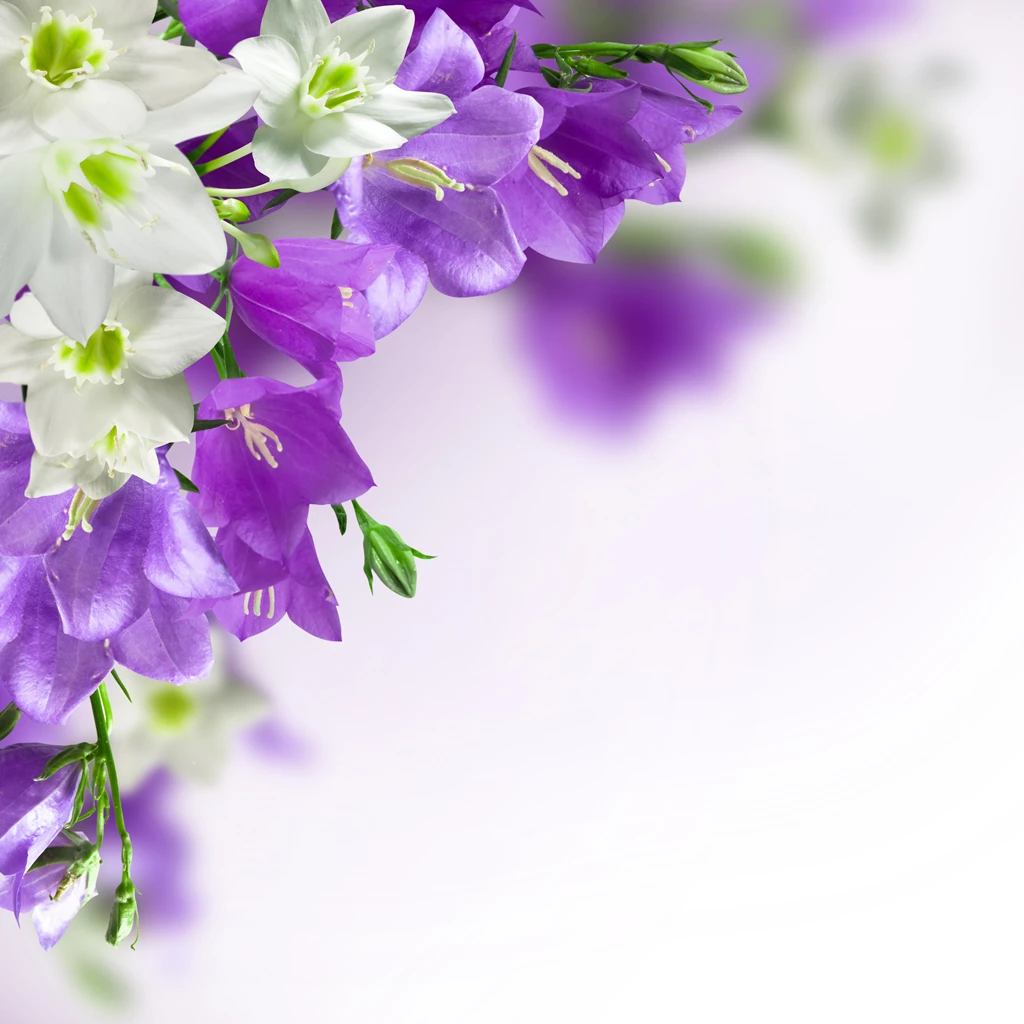 Spring_Background_with_White_and_Purple_Flowers.jpg?m=1399676400