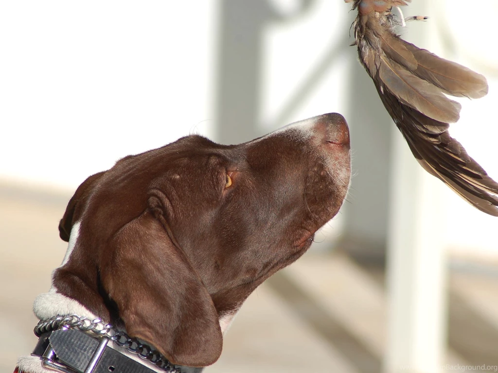 Home Dog Wallpapers