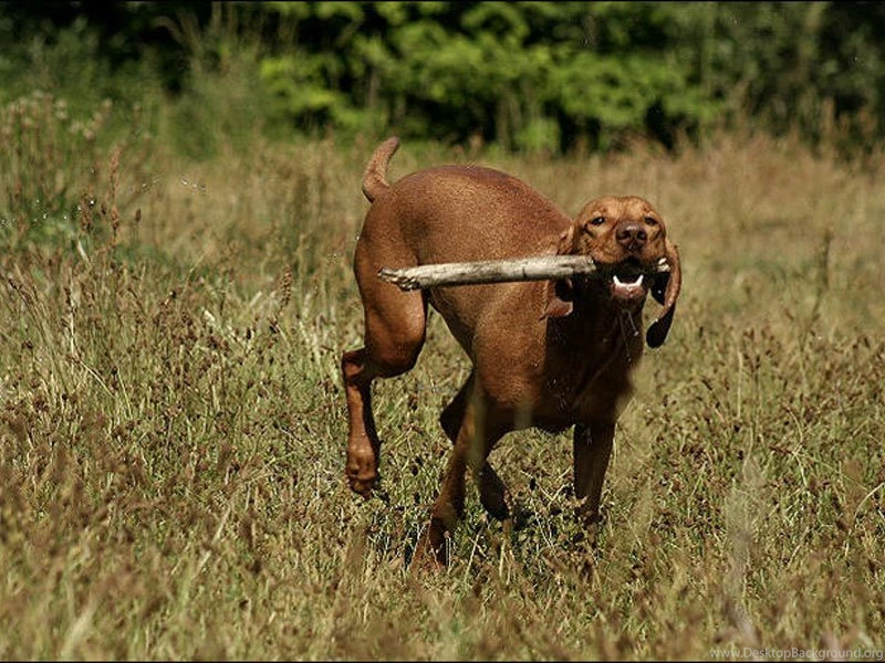 Index Of /user content/uploads/wall/o/97