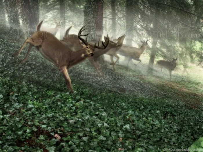 Dog Hunting Scene Wallpapers Mural Ideas 16960
