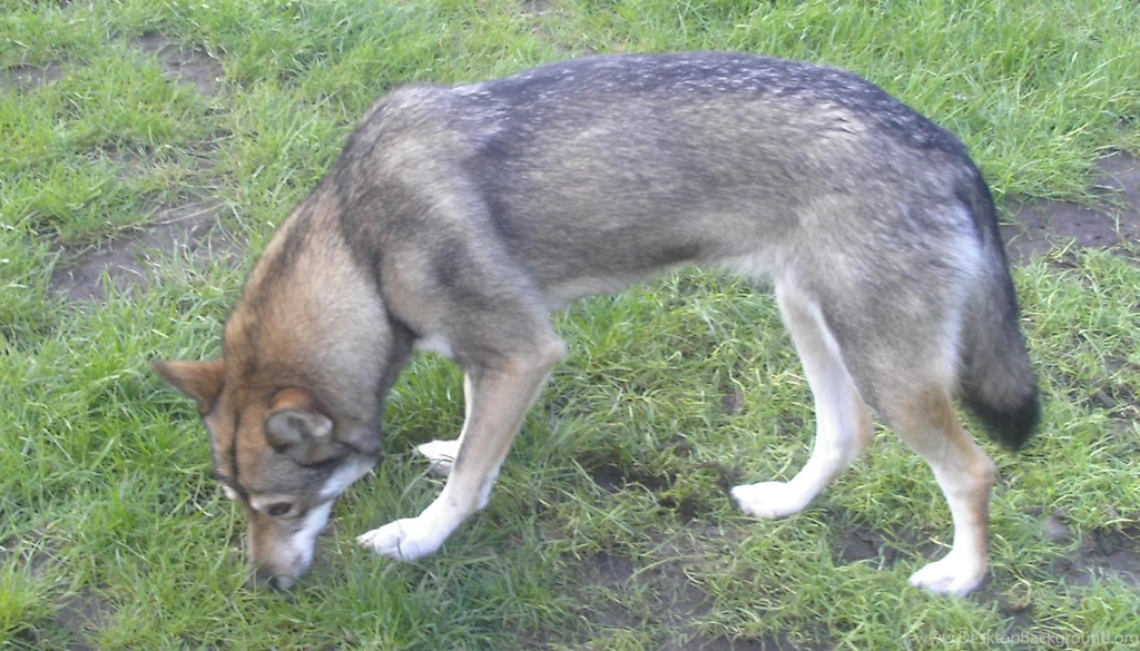 Hunting Tamaskan Dog Photo And Wallpaper. Beautiful Hunting ...