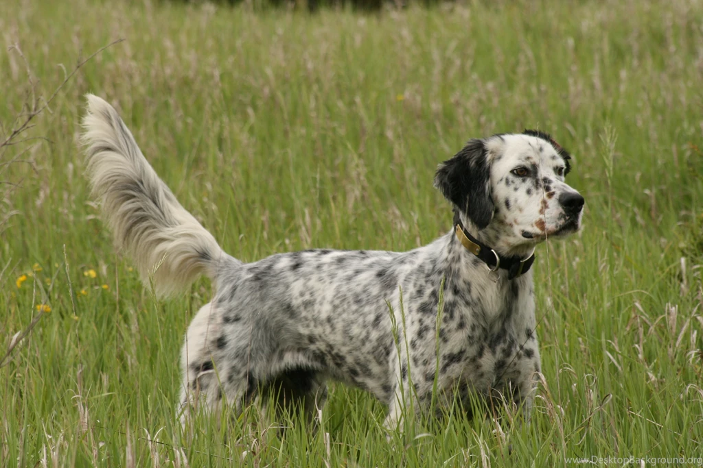 English Setter Hunting Wallpapers And Images Wallpapers ...