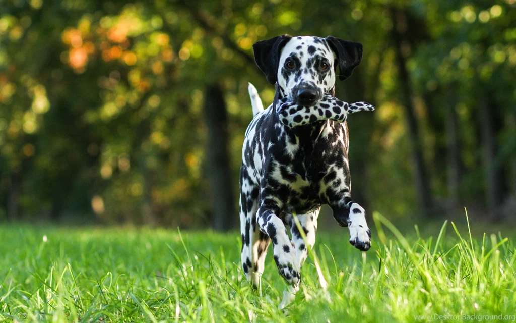 22 HD Dalmatian Dog Wallpapers HDWallSource.com