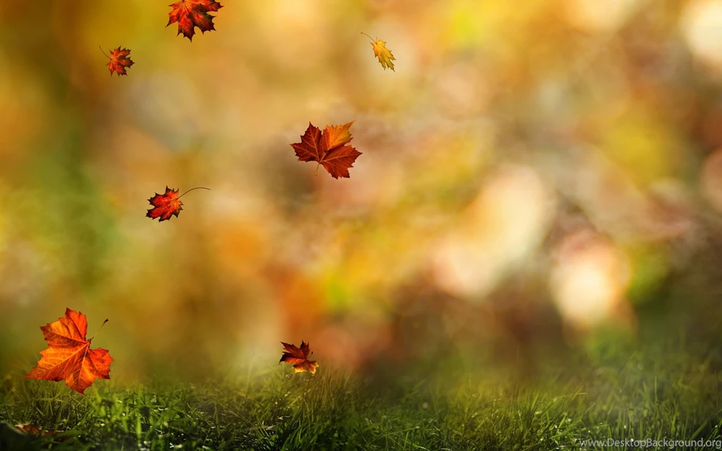 Pretty Twig Backgrounds By Paul Emmeth On FeelGrafix
