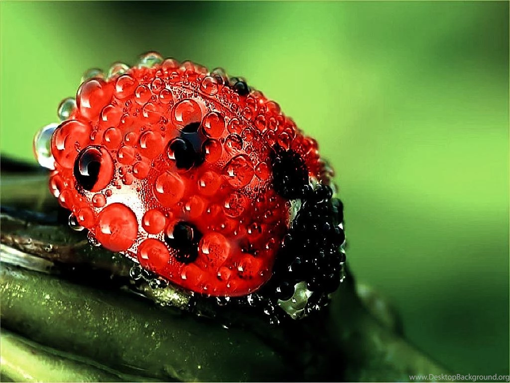 Bath Day In Bug World (