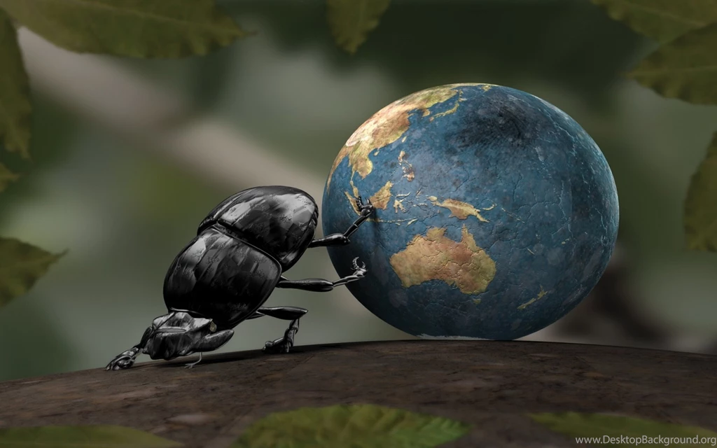 Bug Beetle Wallpapers And Images Wallpapers, Pictures, Photos