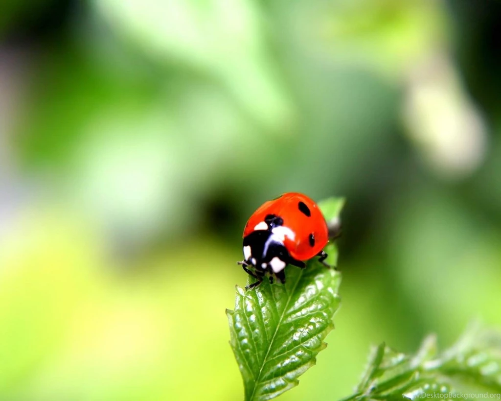Bug Wallpapers Wallpapers Cave