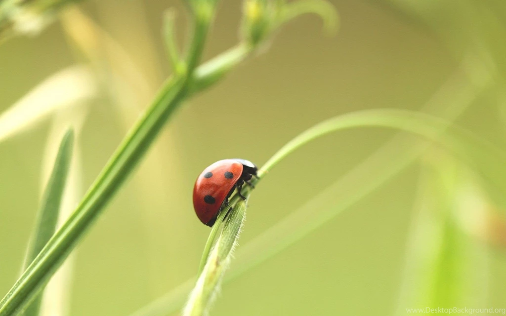 Lady Bug Wallpapers For Desktop, Laptop, PC And Mobile