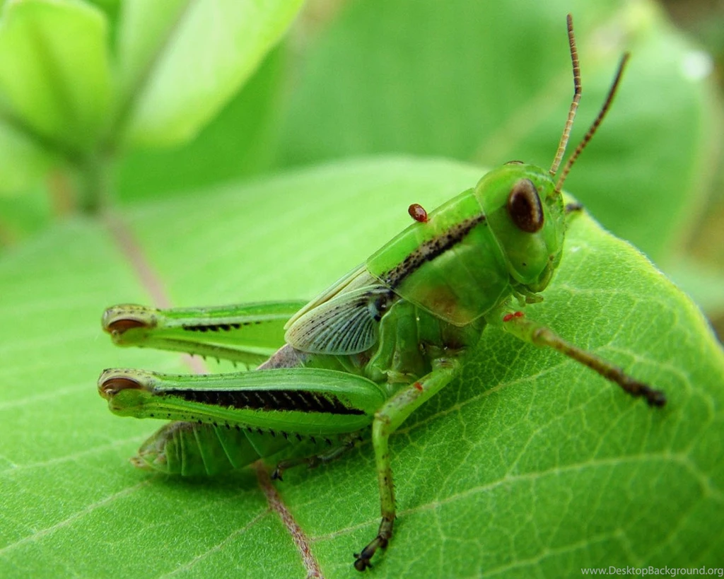 Green Bugs! Wallpapers Green Wallpapers (19937870) Fanpop