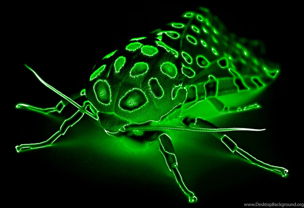 Bug Moth Radioactive