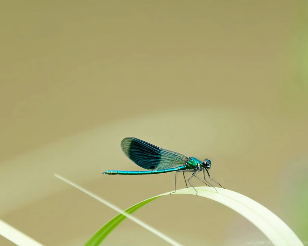 Bugs