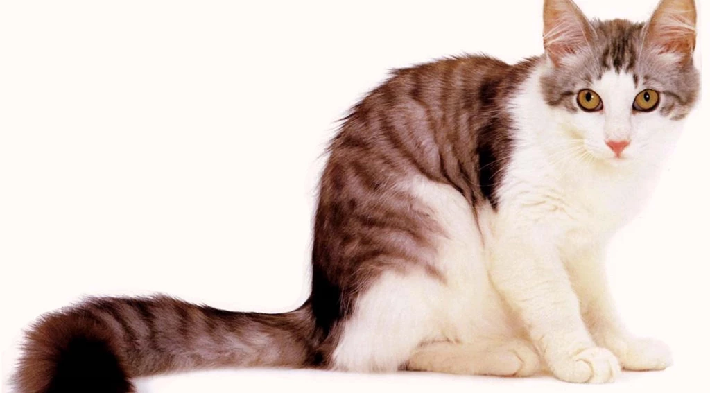 14 Innocent & Sweet Cute Cats Wallpapers HD MoreWallpapers.com