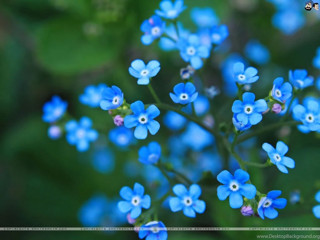 Forget me not 1v.jpg