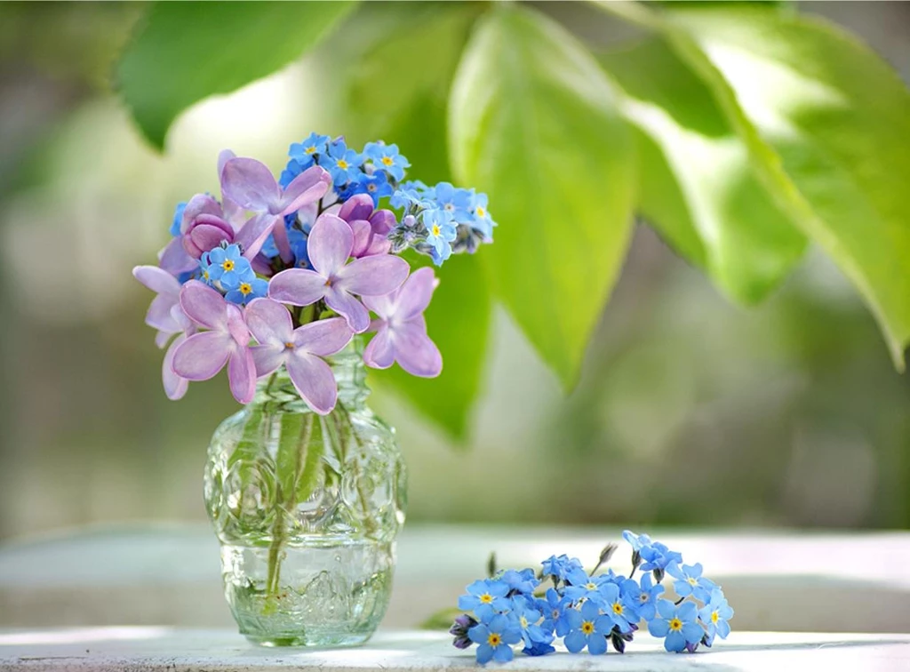 Forget Me Not (