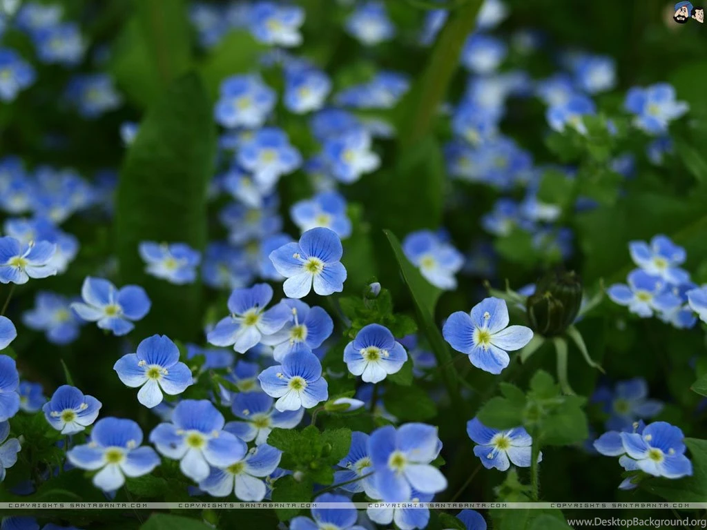 Forget me not 5d.jpg